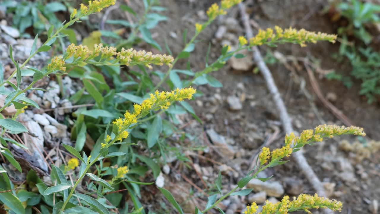 索拉戈韦卢蒂纳布鲁姆酒店 - 圣埃米迪奥山 - 100722视频素材