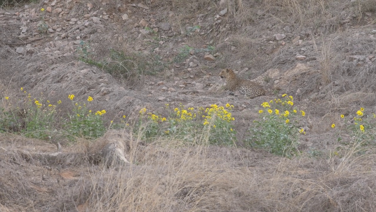 宽镜头的panthera pardus fusca或印度野生雄性豹或黑豹在森林在狩猎在贾拉纳豹保护区斋浦尔拉贾斯坦印度亚洲视频素材