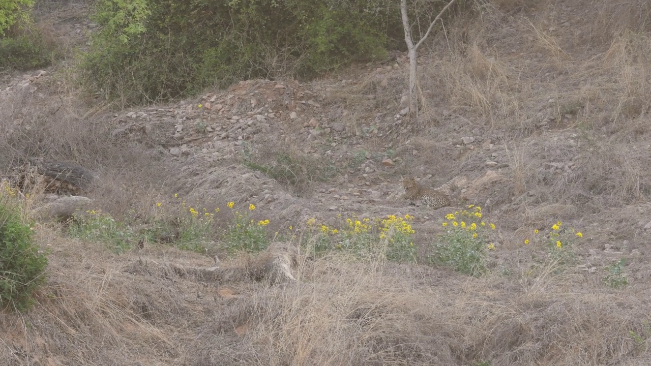 宽镜头的panthera pardus fusca或印度野生雄性豹或黑豹在森林在狩猎在贾拉纳豹保护区斋浦尔拉贾斯坦印度亚洲视频素材