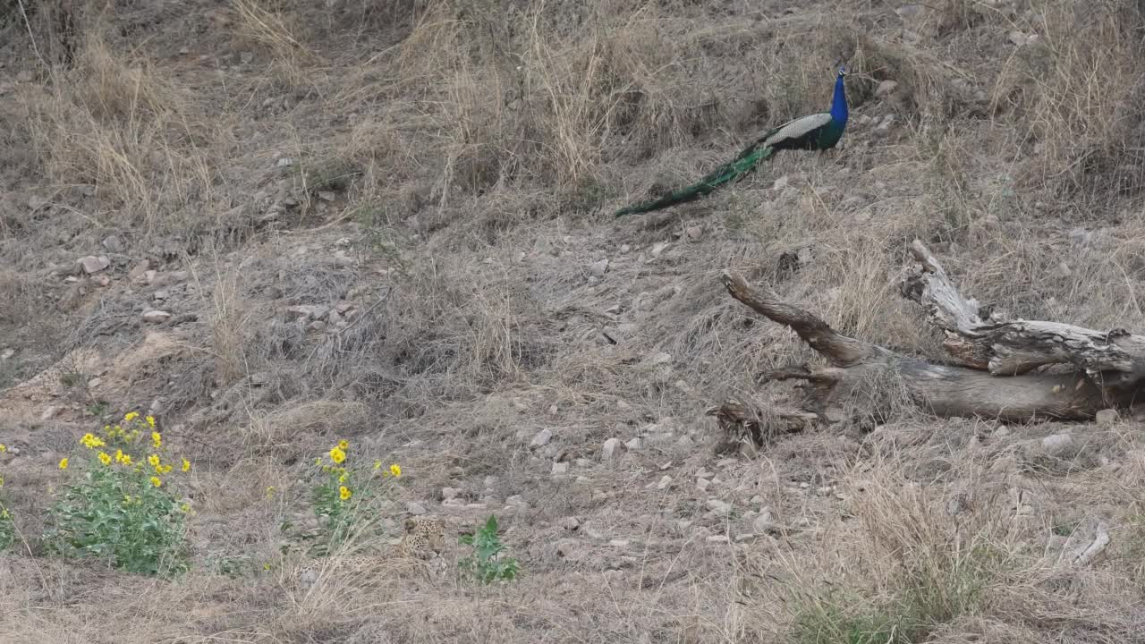 全镜头伪装捕食者panthera pardus fusca或印度野生雄性豹或黑豹和印度孔雀鸟在框架在森林狩猎在印度拉贾斯坦邦斋浦尔jhalana豹保护区视频素材