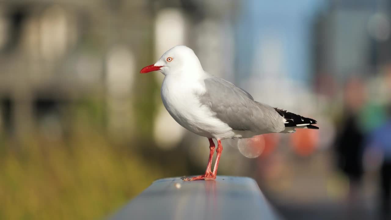 海鸥视频素材