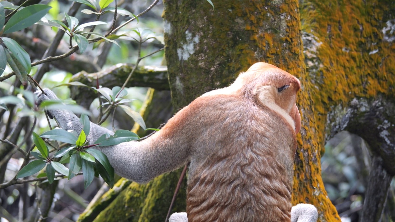 一只成年雄性长鼻猴(鼻猴幼虫)雄性首领视频素材