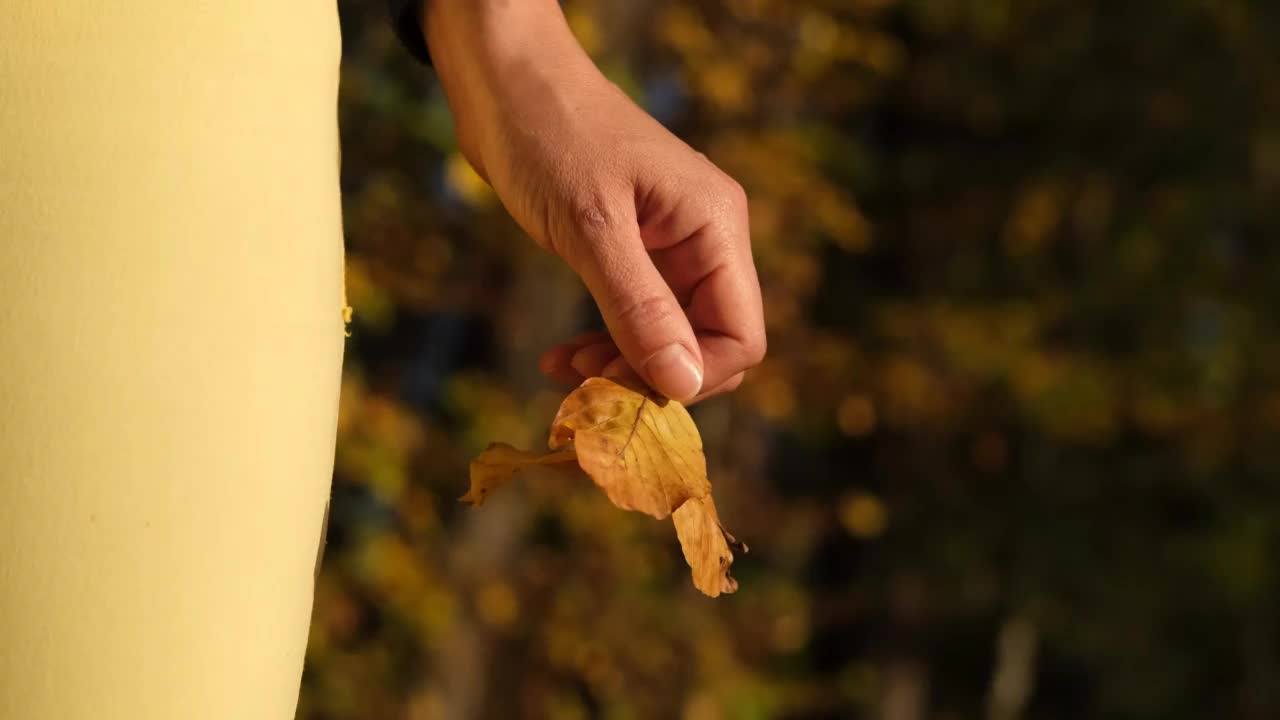 女子手持黄叶。视频素材