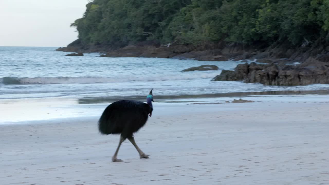 黄昏时分，一只南方食火鸡沿着etty湾的海滩行走视频素材