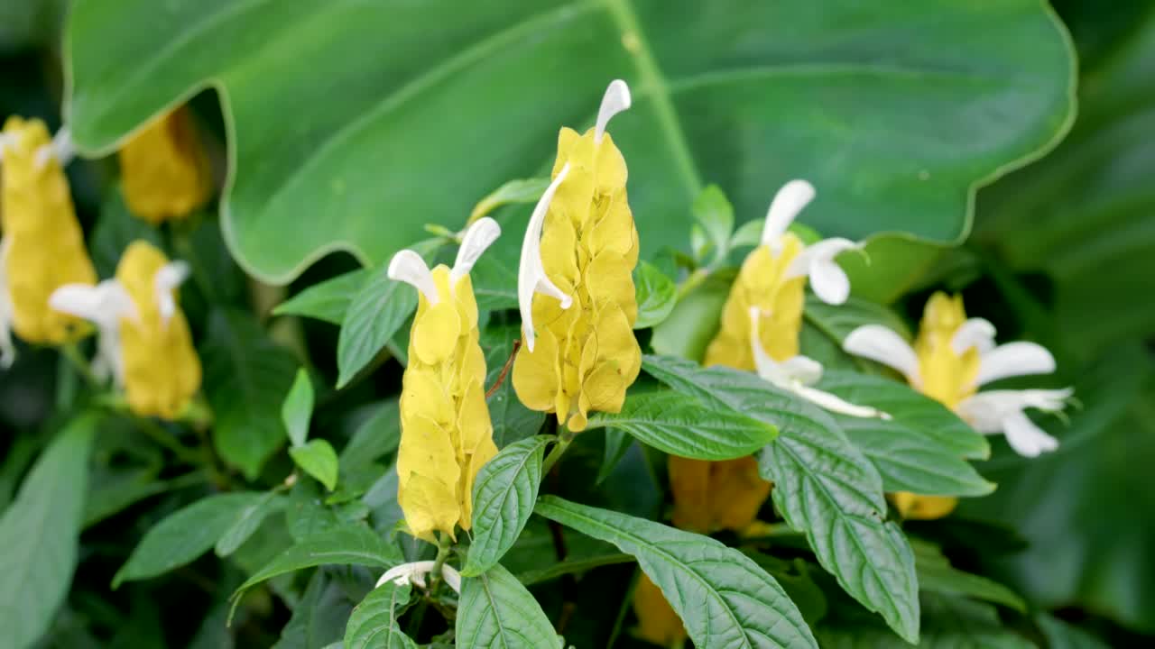 在公园里，一株盛开的黄色虾植物的特写视频素材