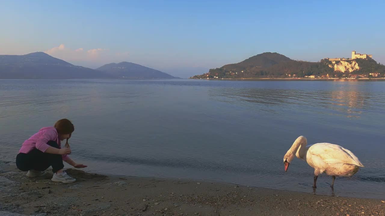 优雅的白天鹅在湖岸，小女孩穿着粉红色的套头衫玩沙子。慢动作视频素材