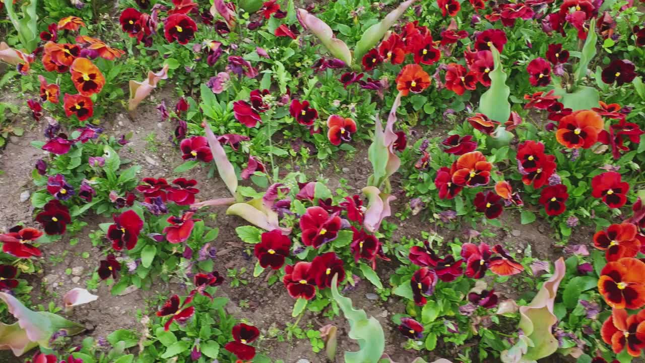 美丽的花坛，有许多鲜红的花。侧面视图视频素材