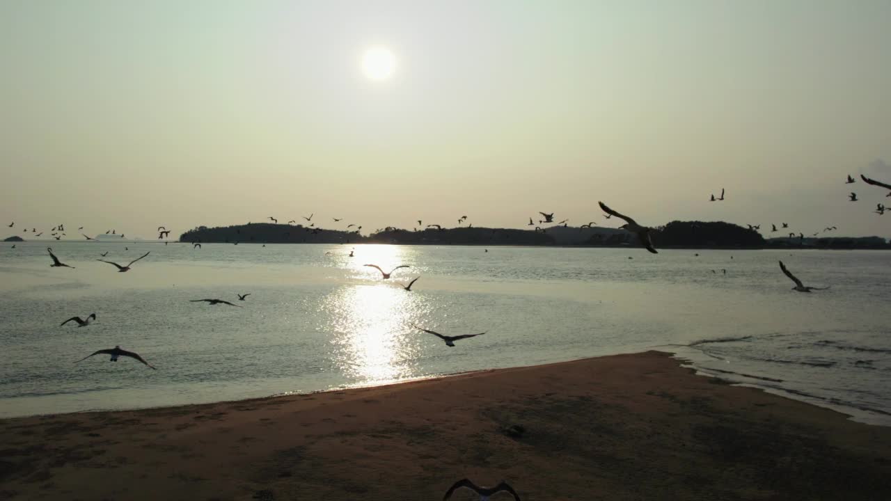 飞过黄海的海鸥/韩国忠南泰安郡视频素材