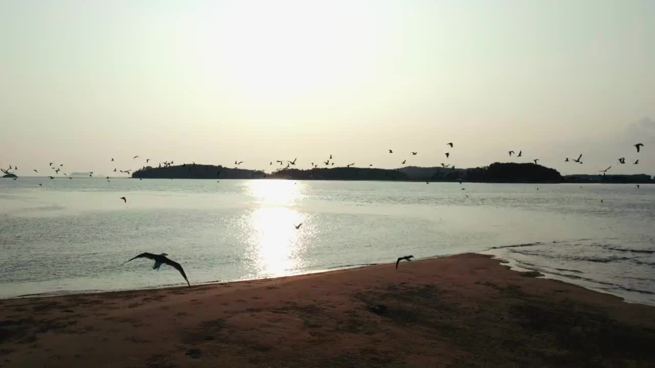 飞过黄海的海鸥/韩国忠南泰安郡视频素材