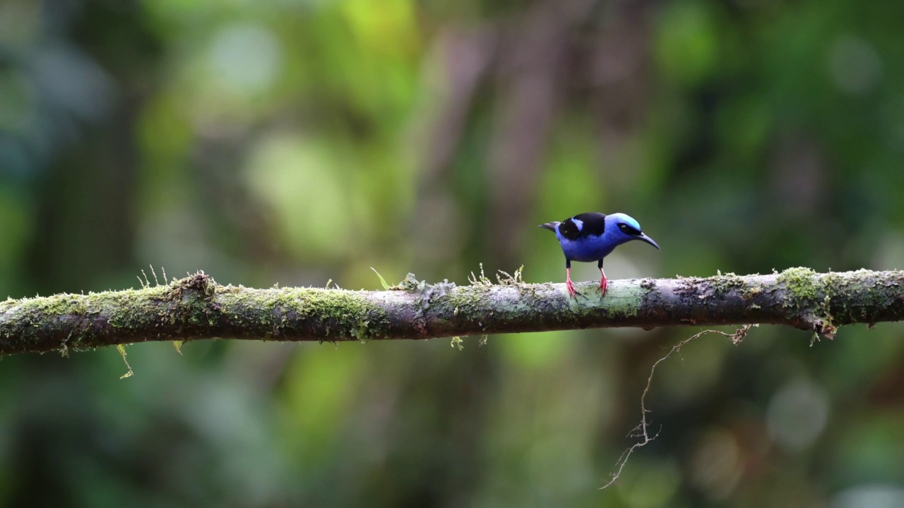 红腿蜜雀(cyanerpes cyaneus)，哥斯达黎加的一种鲜艳的蓝色热带鸟，野生动物和雨林鸟类，中美洲尼加拉瓜附近的博卡塔帕达的观鸟视频素材