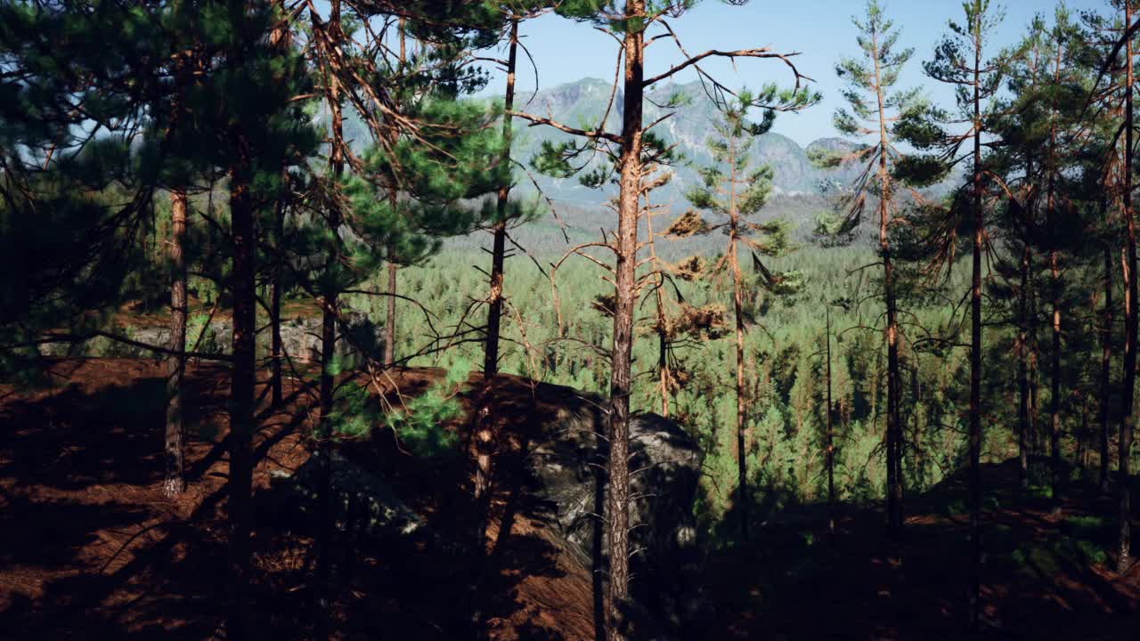 美丽的远山常绿森林视频素材