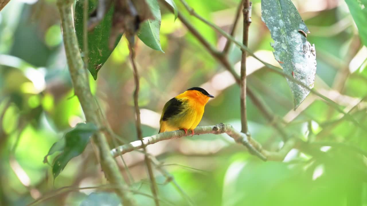 美丽的哥斯达黎加鸟，橙领美洲鸟(manacus aurantiacus)，卡拉拉国家公园森林中的黄色热带鸟，中美洲亮黄色羽毛视频素材