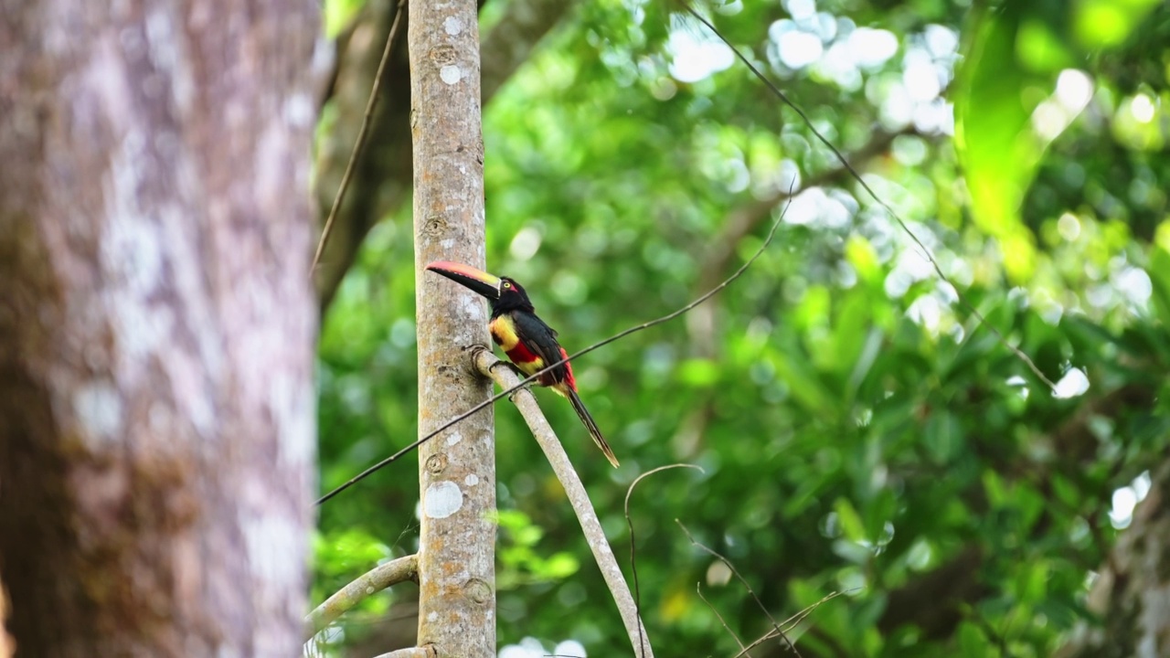 哥斯达黎加巨嘴鸟飞翔，火嘴蜘蛛鸟(pter舌ssus frantzii)，一种五颜六色的热带鸟类，从栖息在树上的树枝上起飞，美丽的多彩自然和鸟类生活视频素材