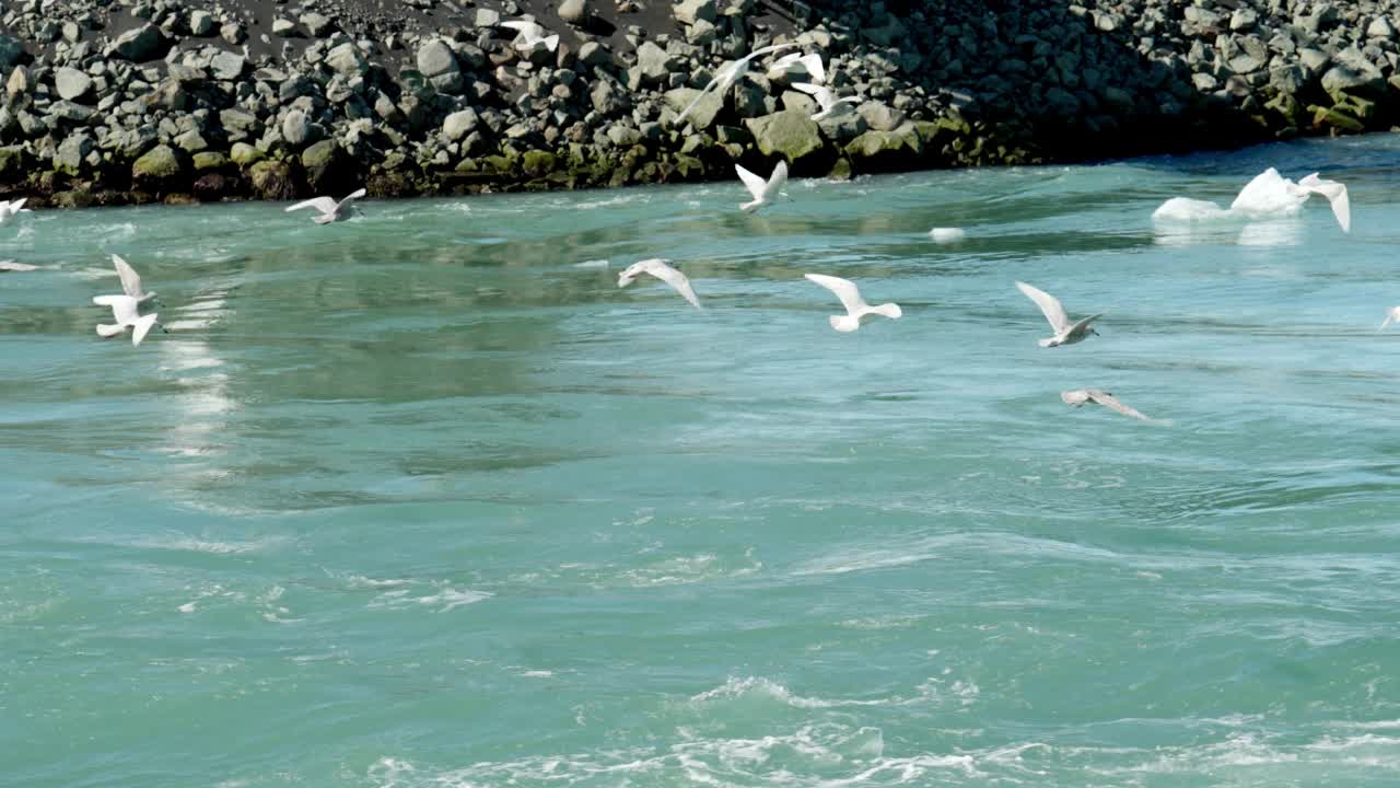 一群海鸥在海面上飞翔和潜水视频素材