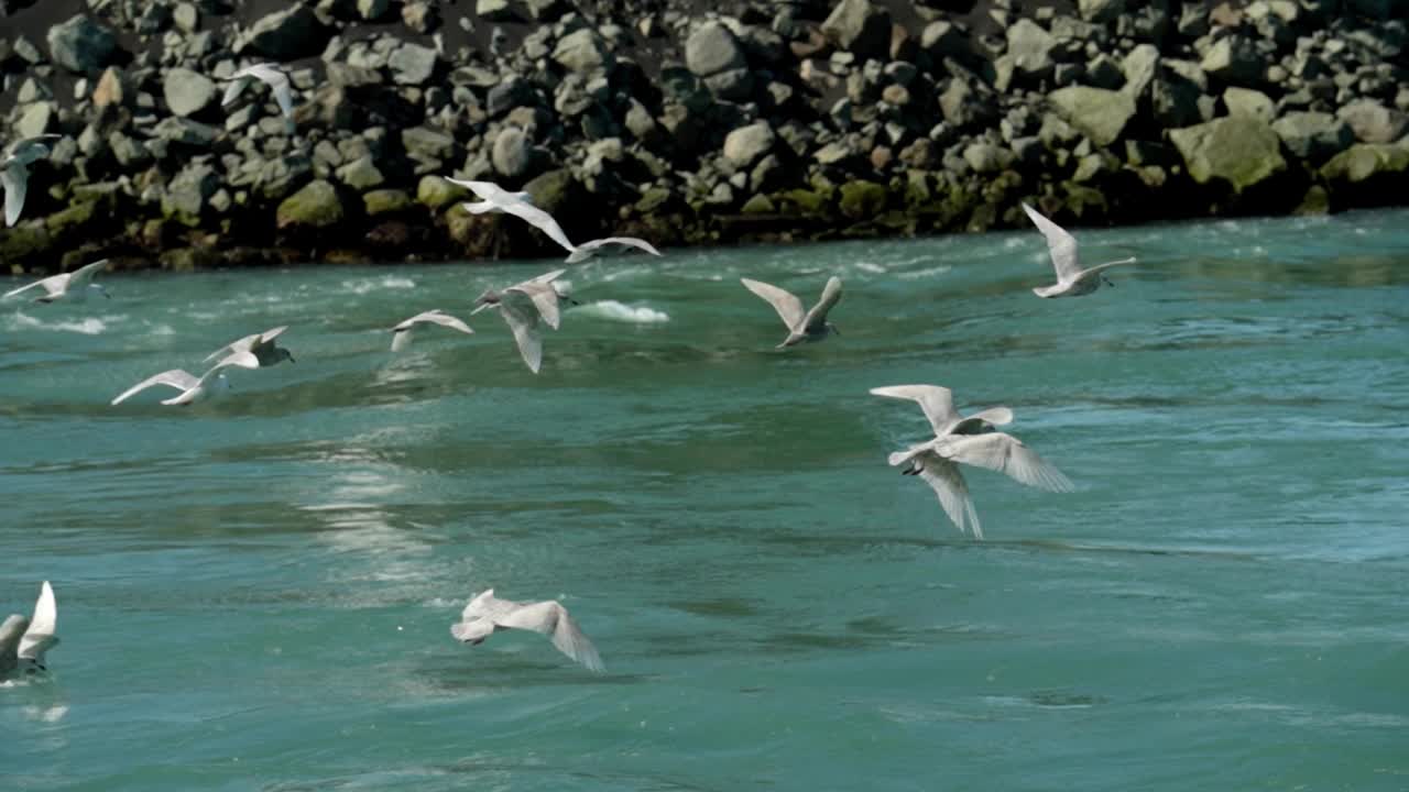 一群海鸥在海面上飞翔和潜水视频素材