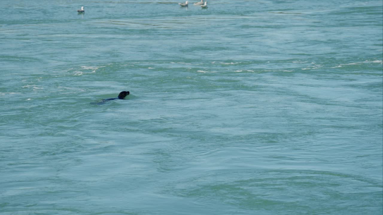 海鸥飞走时，海豹在海里游泳视频素材