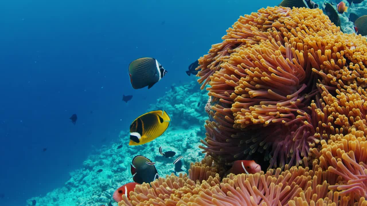 鱼在马尔代夫的珊瑚礁上游泳。水下海洋生物游来游去的场景视频素材