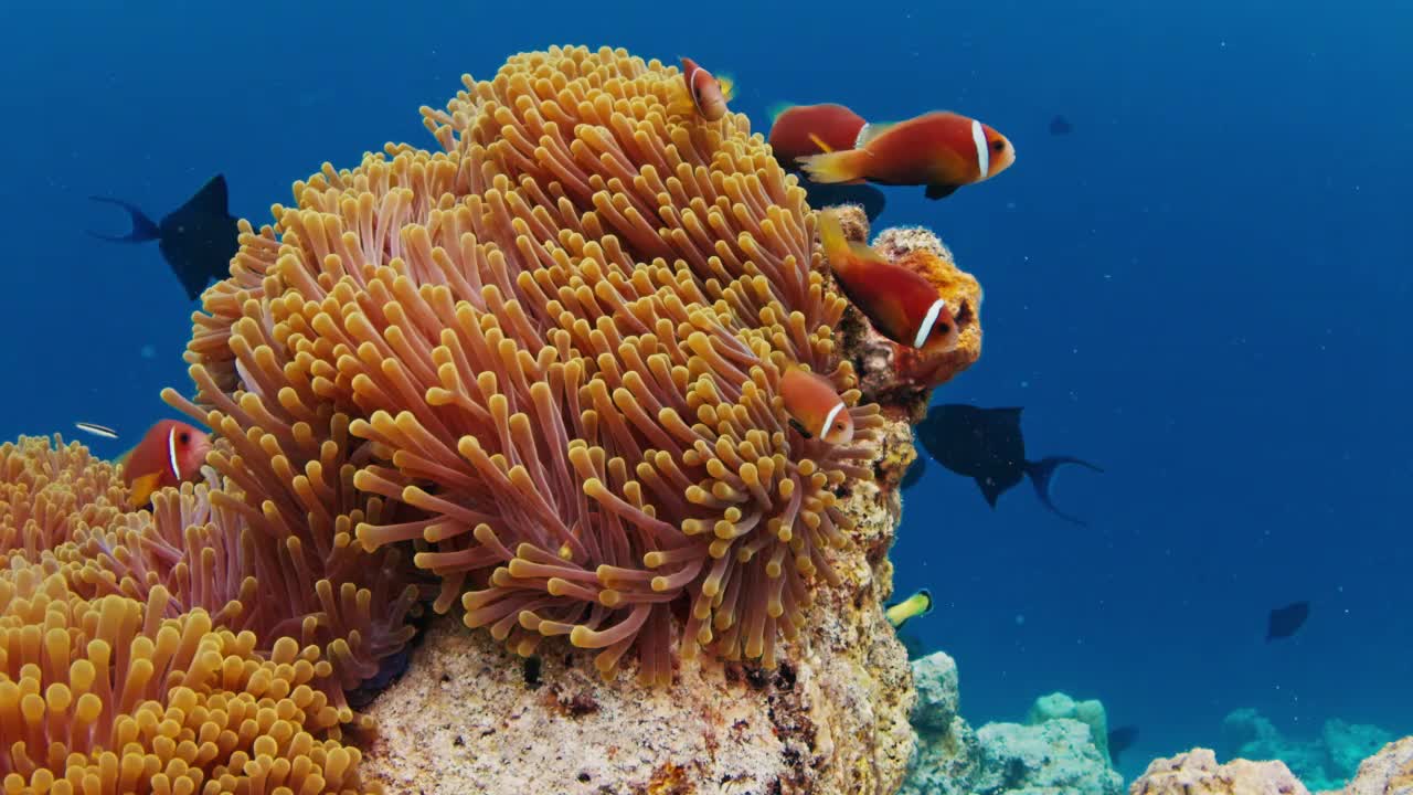 鱼在马尔代夫的珊瑚礁上游泳。水下海洋生物游来游去的场景视频素材