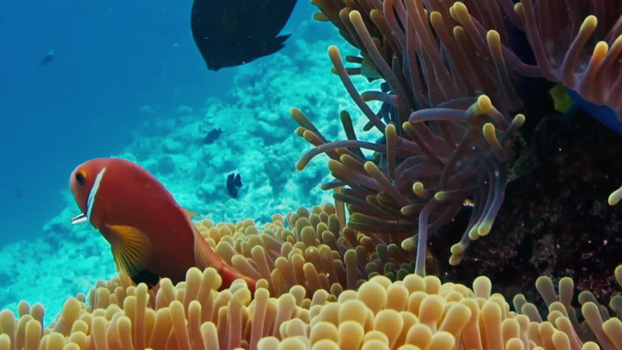 海葵和小丑鱼。水下的珊瑚礁，海葵在水流中摇曳，小丑鱼在附近游动视频素材