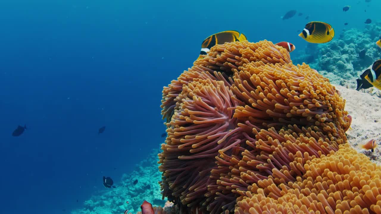 鱼在马尔代夫的珊瑚礁上游泳。水下海洋生物游来游去的场景视频素材