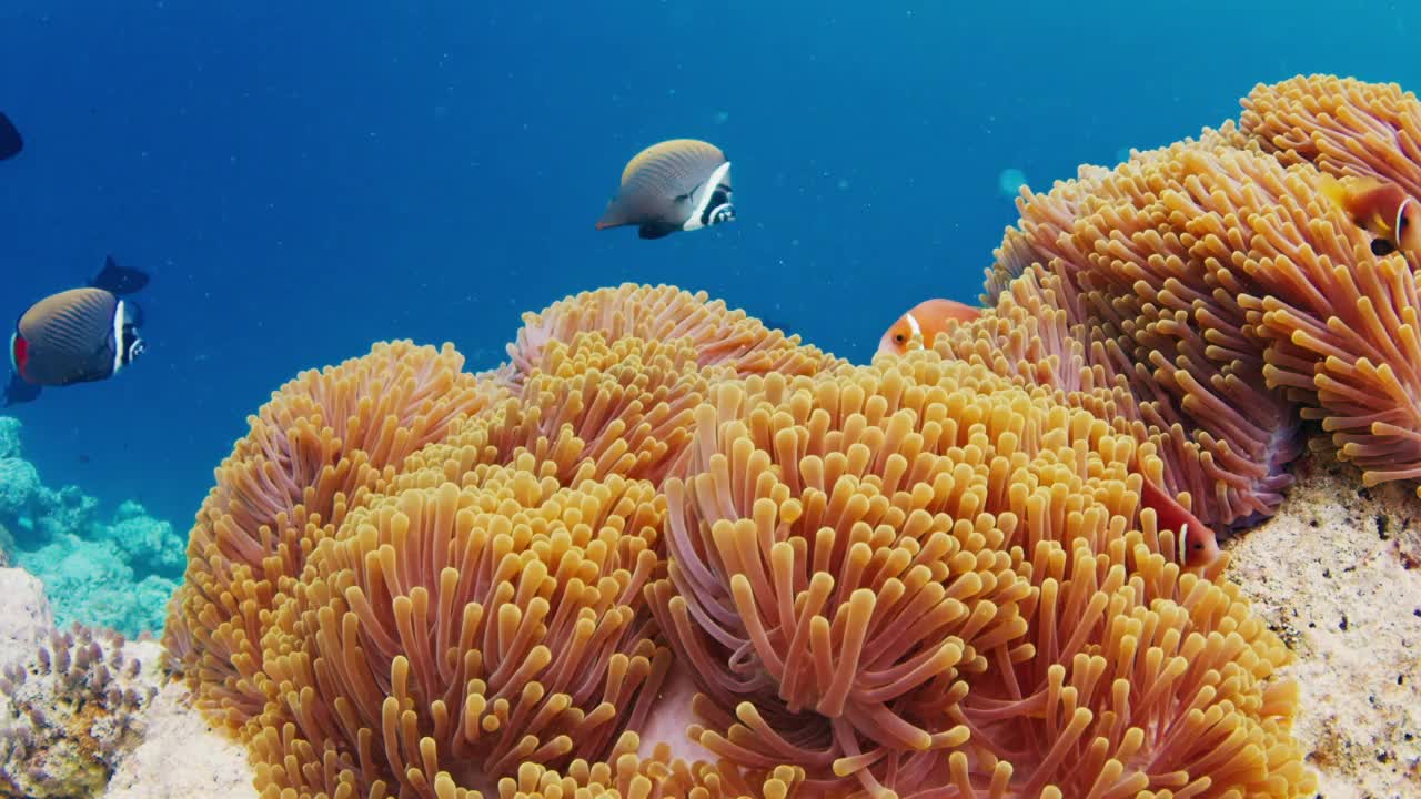 鱼在马尔代夫的珊瑚礁上游泳。水下海洋生物游来游去的场景视频素材