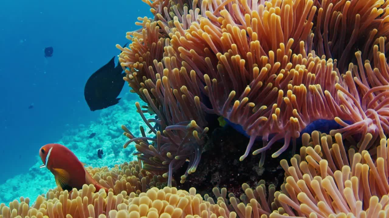 鱼在马尔代夫的珊瑚礁上游泳。水下海洋生物游来游去的场景视频素材