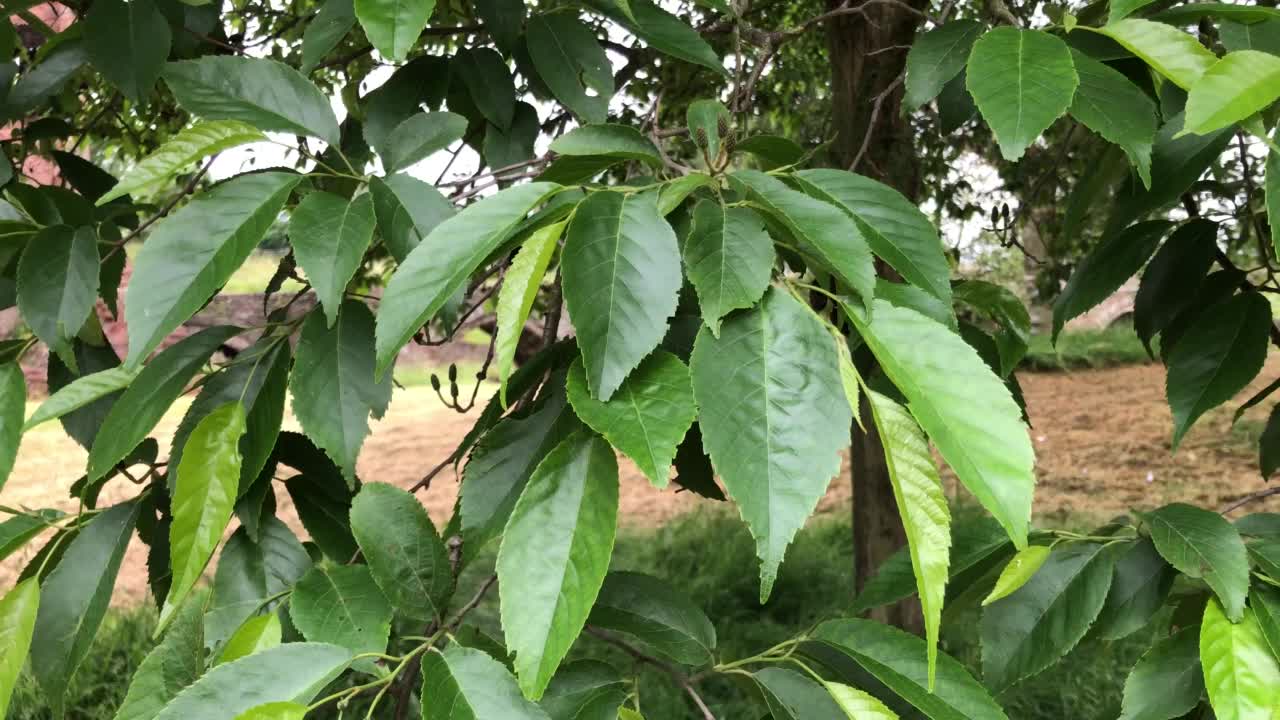 斯佩思的年龄 - 树叶视频素材