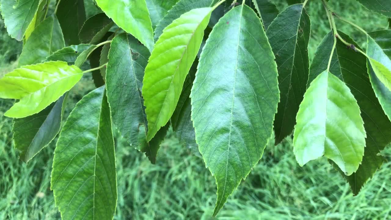 斯佩思的年龄 - 树叶视频素材