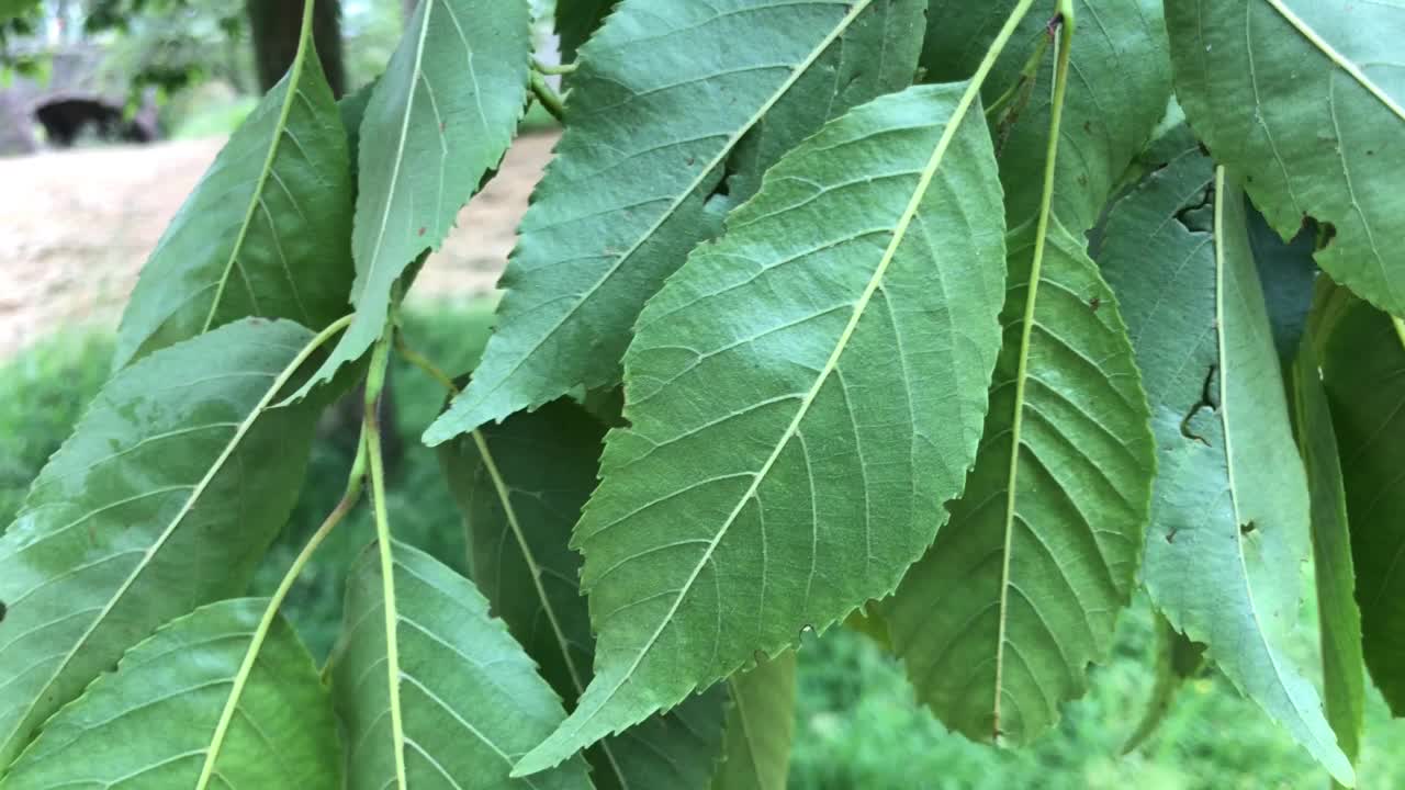 斯佩思的年龄 - 树叶视频素材