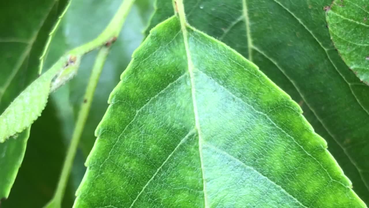 斯贝斯特的桤木叶视频素材