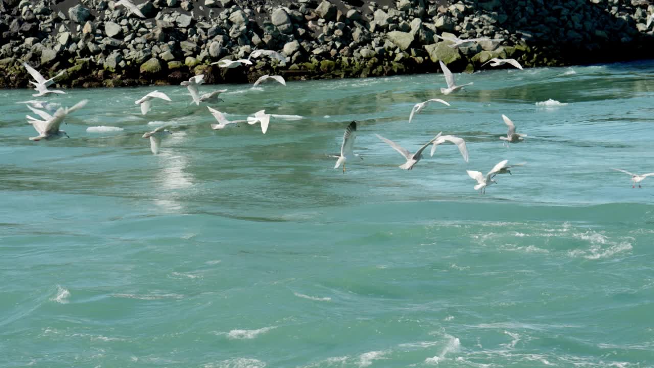 一群海鸥飞过大海视频素材