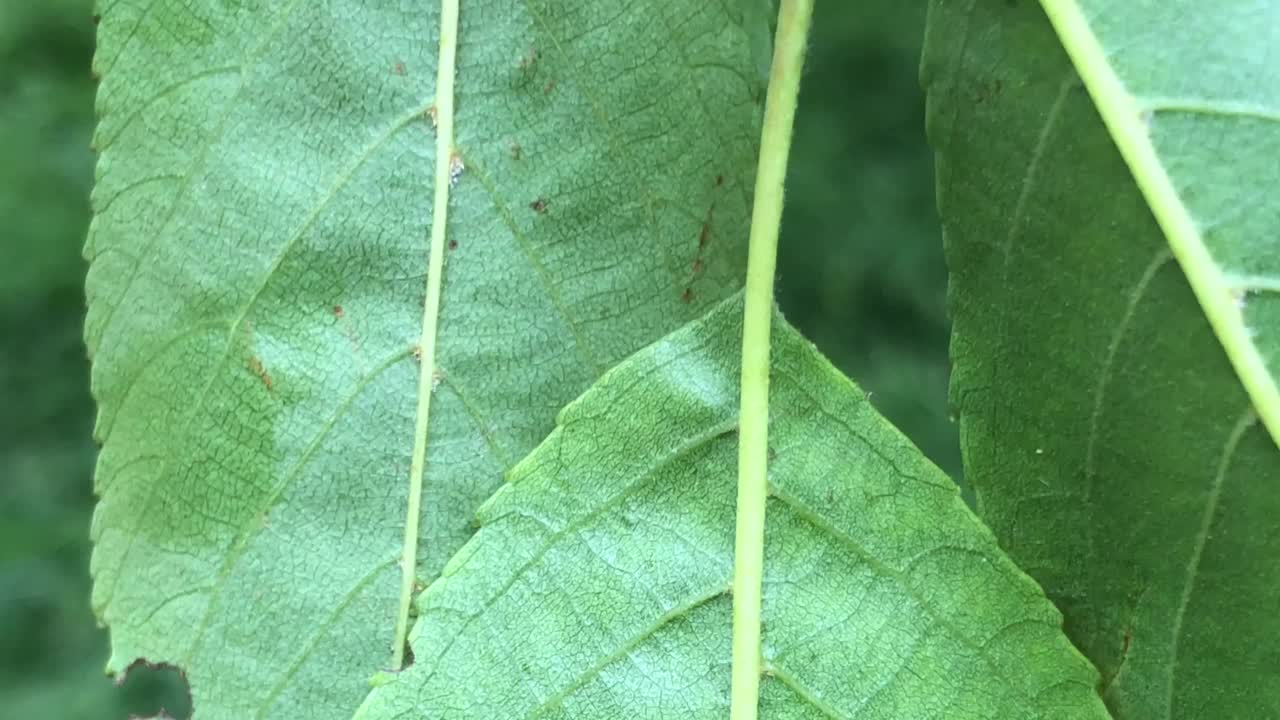 斯贝斯特的桤木叶视频素材