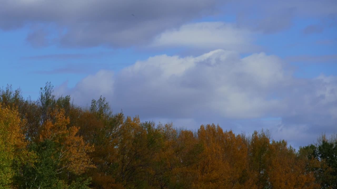 美丽的自然，秋天的风景——树冠对着天空，明亮的阳光在森林里，黄色的秋天颜色的树叶视频素材