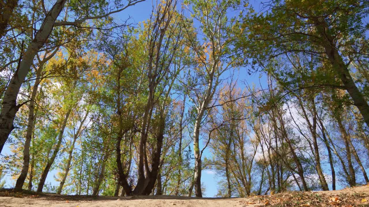 美丽的自然，秋天的风景-明亮的阳光在森林，黄色的树叶和树木视频素材