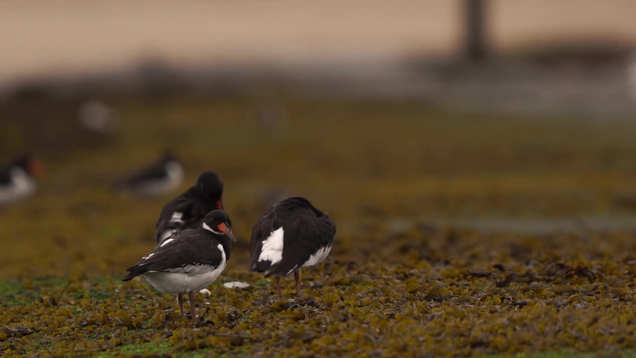 一只欧亚牡蛎捕手(Haematopus ostralegus)看着你视频素材