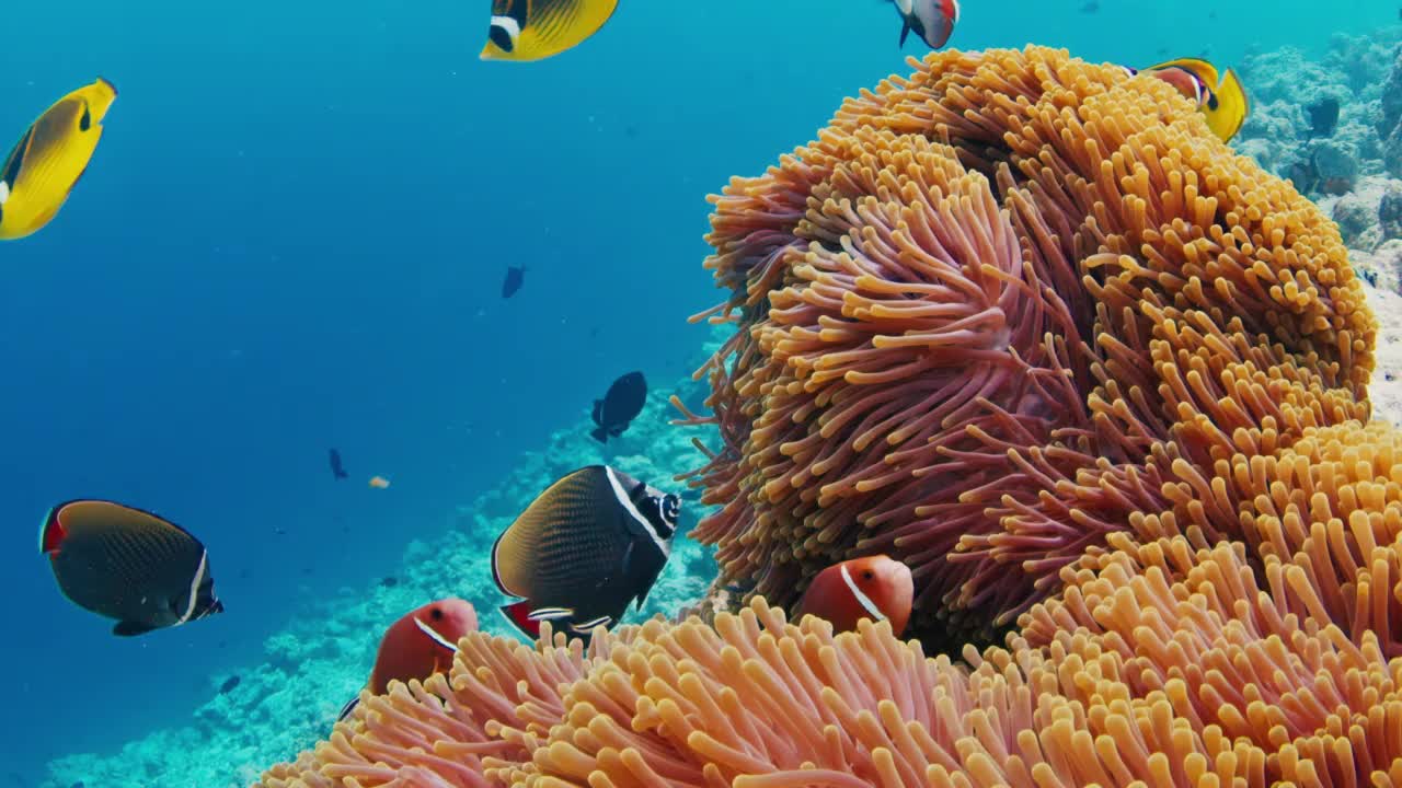 鱼在马尔代夫的珊瑚礁上游泳。水下海洋生物游来游去的场景视频素材