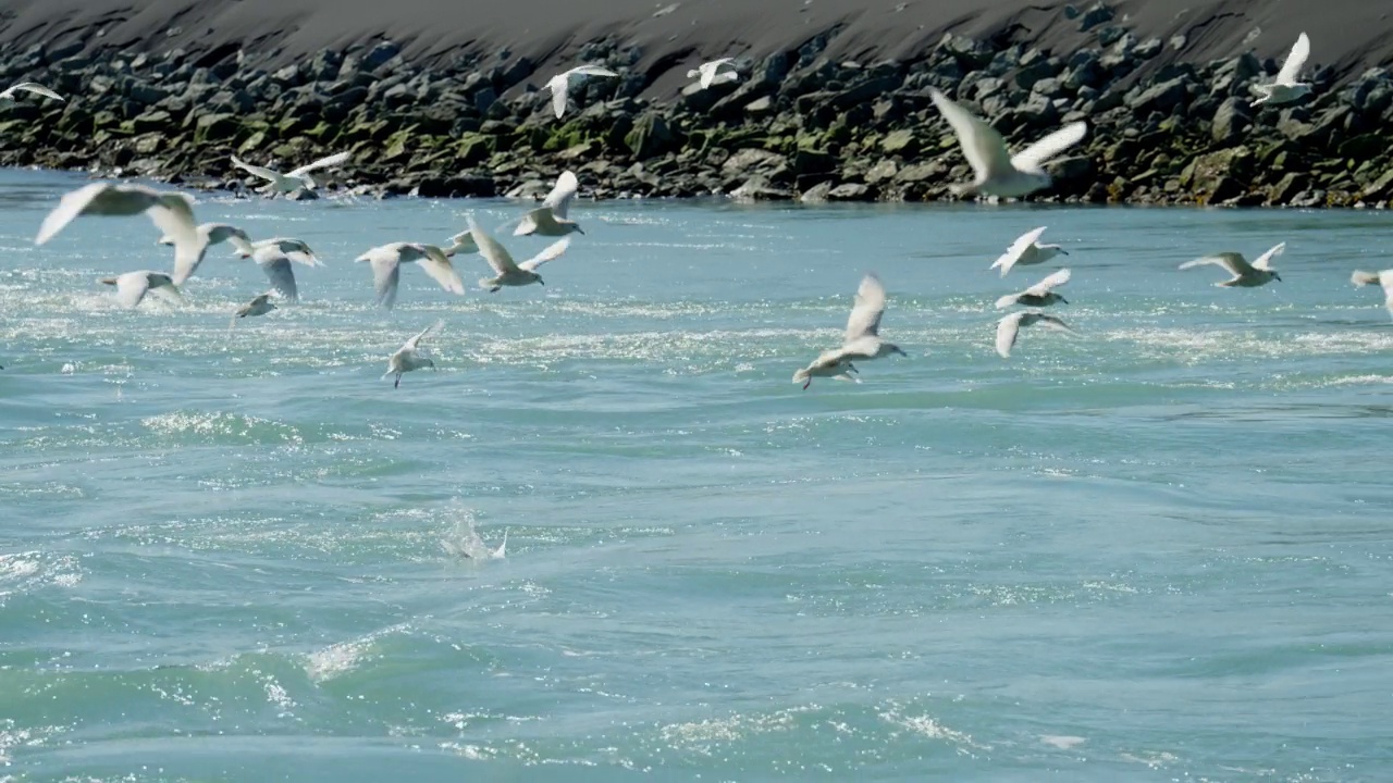 一群海鸥沿着海岸线飞过大海视频素材