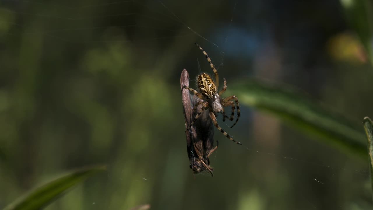 蜘蛛吃苍蝇的特写。有创造力。蜘蛛把昆虫裹在网里当食物。蜘蛛和受害者在夏天的草地上结成网。视频素材