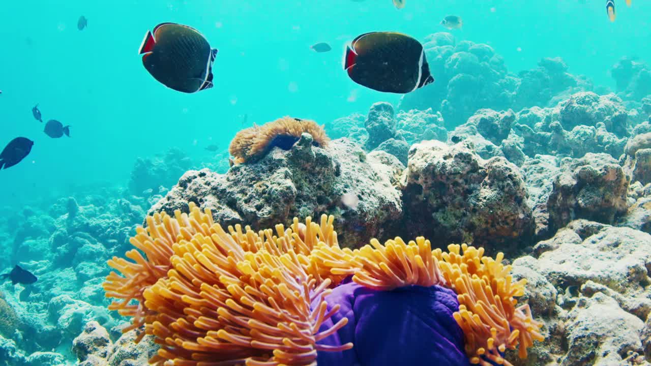 鱼在马尔代夫的珊瑚礁上游泳。水下海洋生物游来游去的场景视频素材