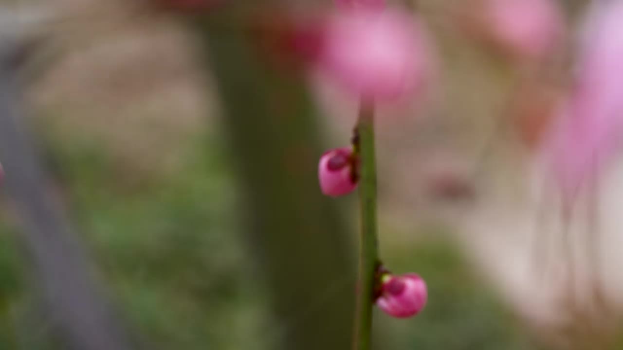 粉色梅花的倾斜视频。视频素材