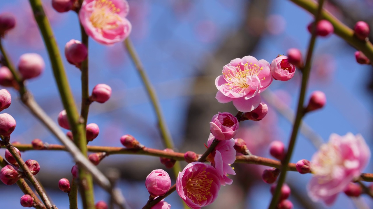 粉色梅花的倾斜视频。视频素材