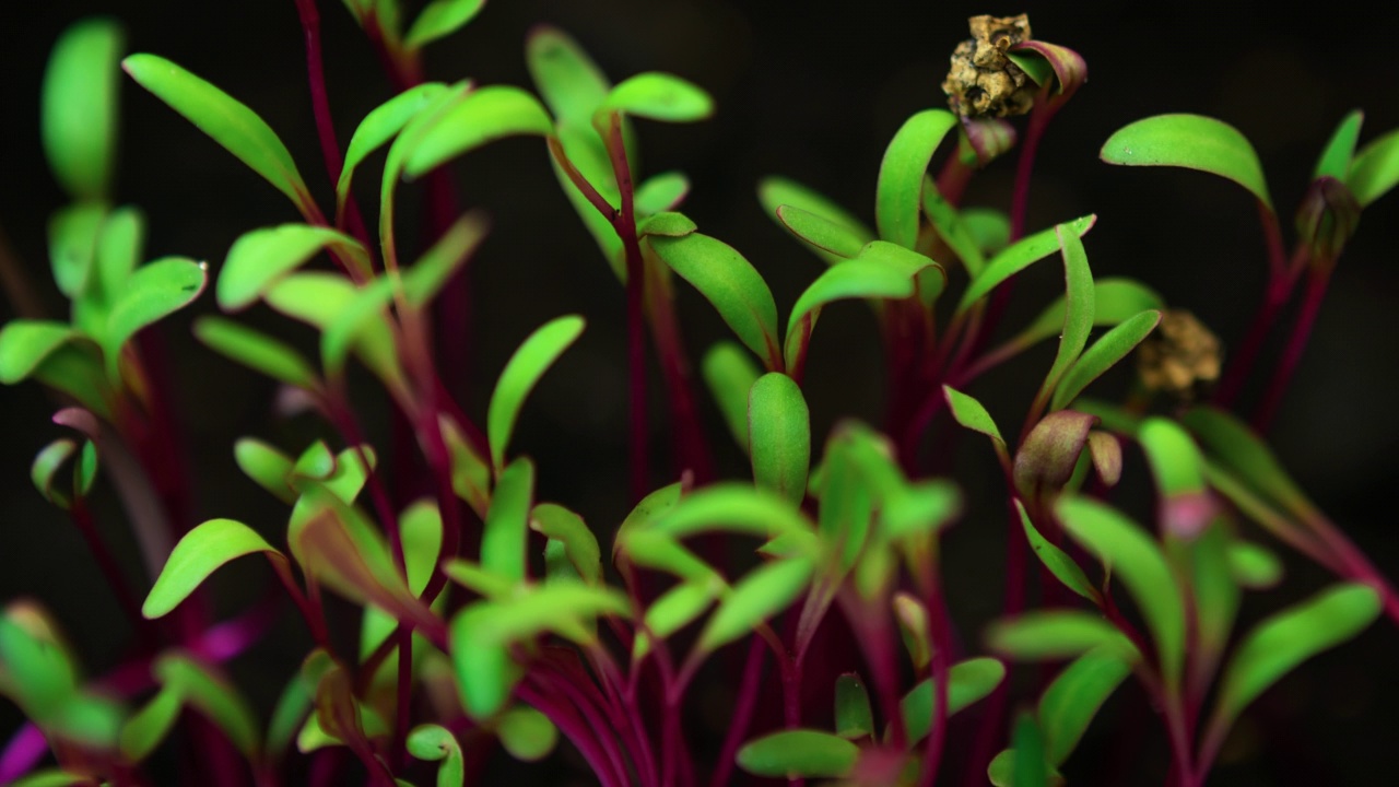 温室农业中生长植株，红茎绿叶微绿叶生长，芽萌发，甜菜根沙拉植株新生视频素材