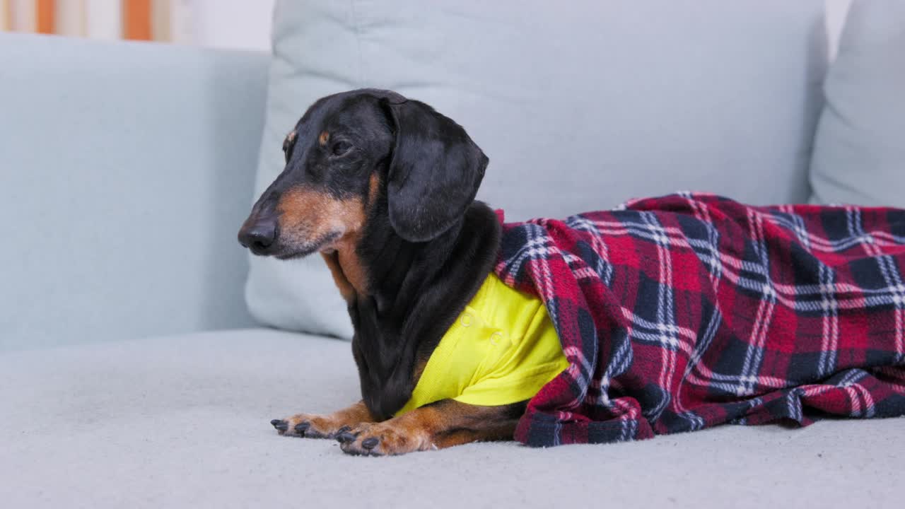 达克斯猎犬的眼睛跟着躺在沙发上的主人玩耍视频素材