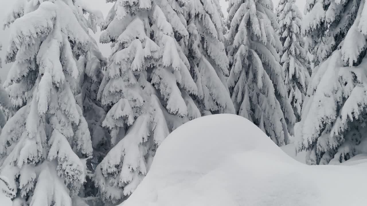 白雪覆盖的冬季森林中被白雪覆盖的云杉。视频素材