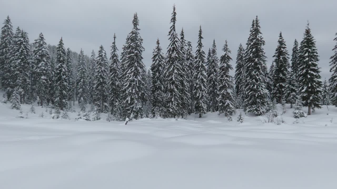 在一个多云的冬日里，雪花落在白雪覆盖的冷杉树的背景下。视频素材