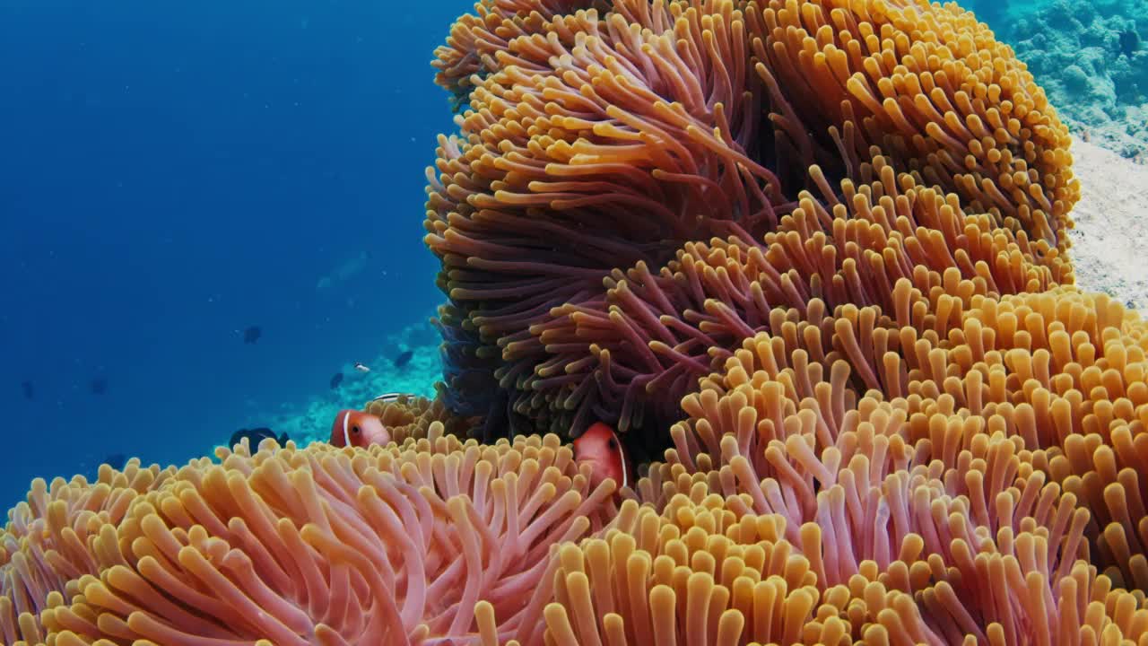 鱼在马尔代夫的珊瑚礁上游泳。水下海洋生物游来游去的场景视频素材