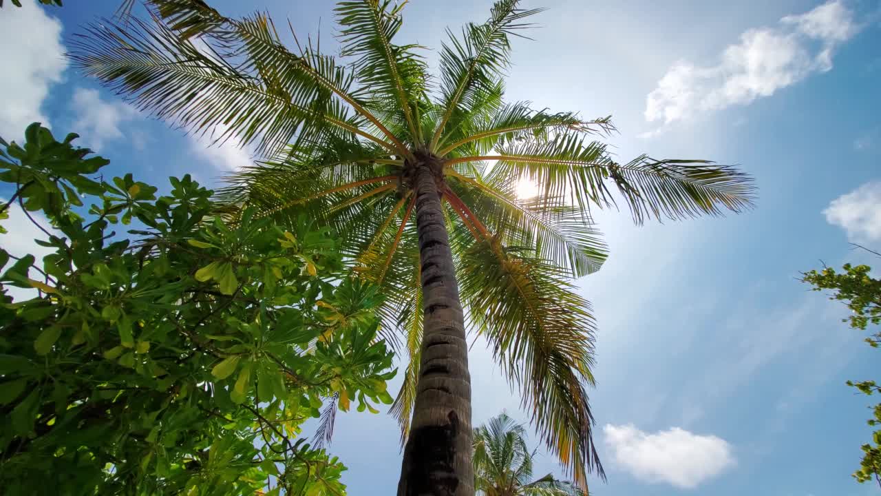 阳光透过棕榈树。高大的棕榈树和阳光背景。马尔代夫。视频素材