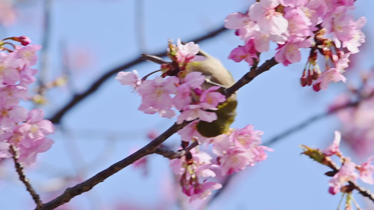 日本白眼和川津扎仓视频素材