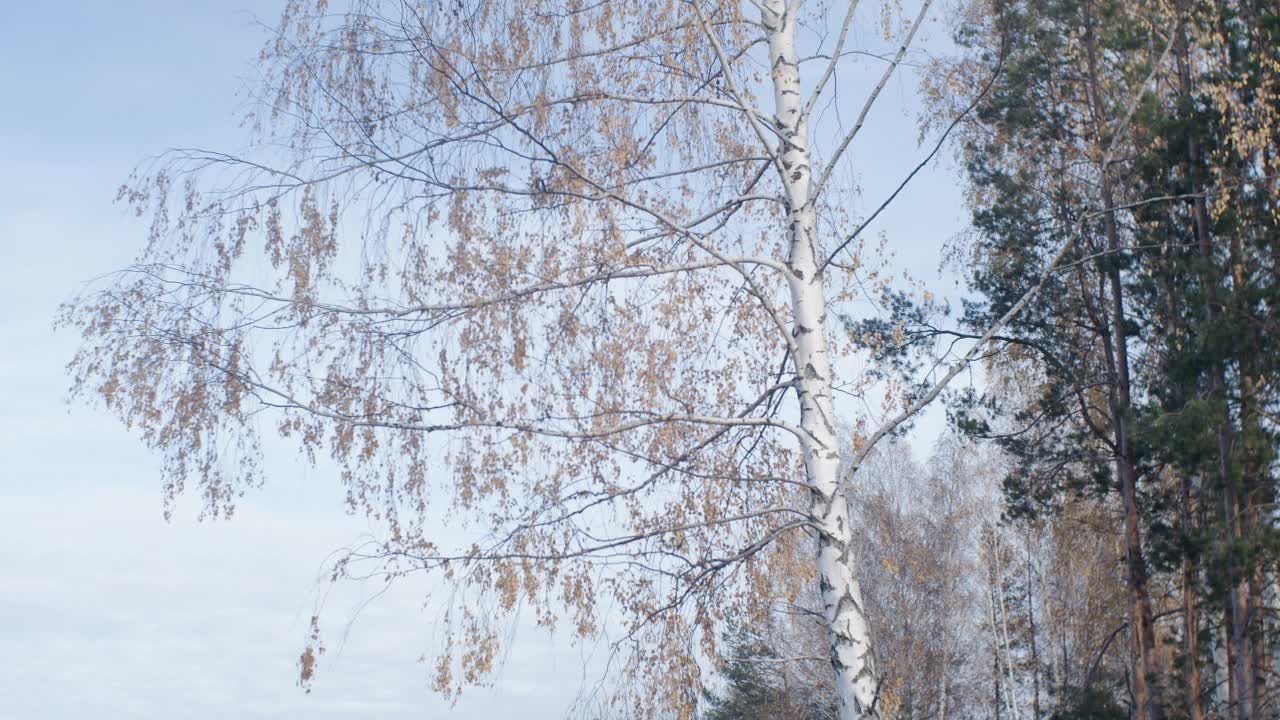 桦树的叶子在风中摇曳。视频素材