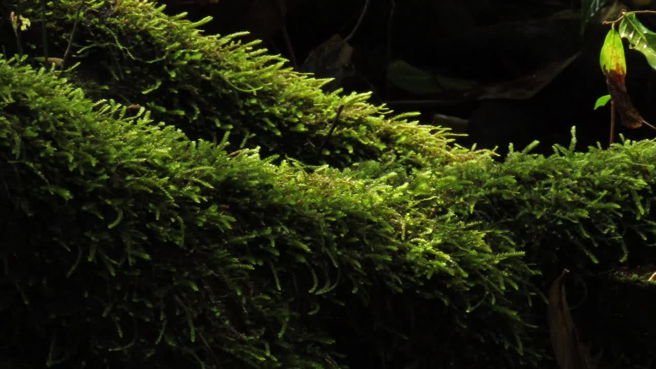 树皮树上的苔藓和蕨类植物视频素材